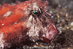 Profile of a Polka dot Batfish- inhaling lunch using his ... by Suzan Meldonian 